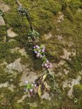 Primula vulgaris