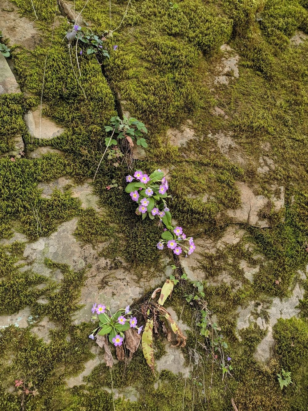 Изображение особи Primula vulgaris.