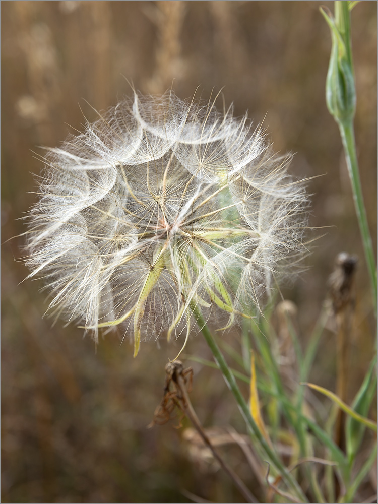 Image of genus Tragopogon specimen.