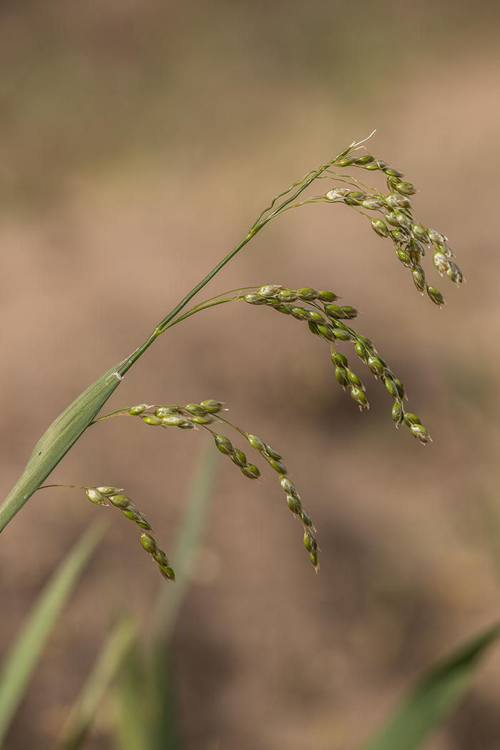 Image of Hierochloe repens specimen.