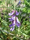 Vicia cracca