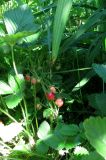 Fragaria подвид jenisseensis