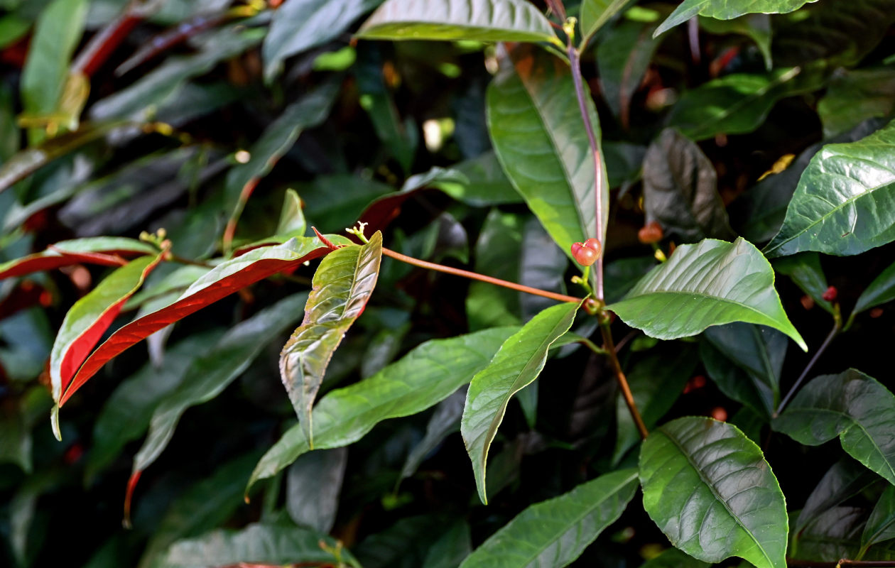 Изображение особи Excoecaria cochinchinensis.