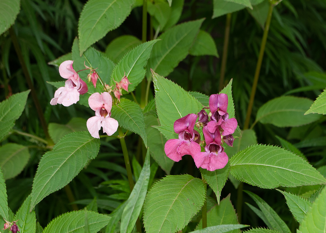 Image of Impatiens glandulifera specimen.