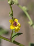 Verbascum sinuatum. Цветок. Турция, пров. Анталья, р-н Кумлуджа, окр. вдхр. Алакыр, каменистая обочина грунтовой дороги. 31.05.2024.