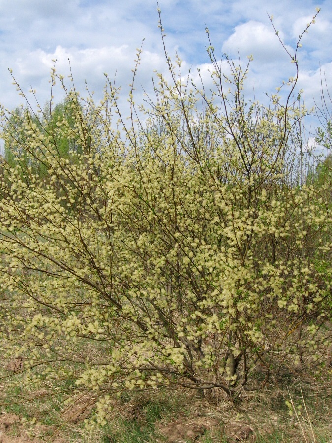 Image of Salix myrsinifolia specimen.