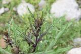 род Cirsium