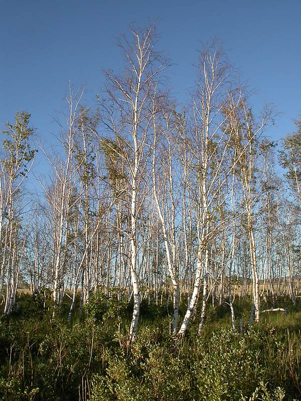 Image of genus Betula specimen.