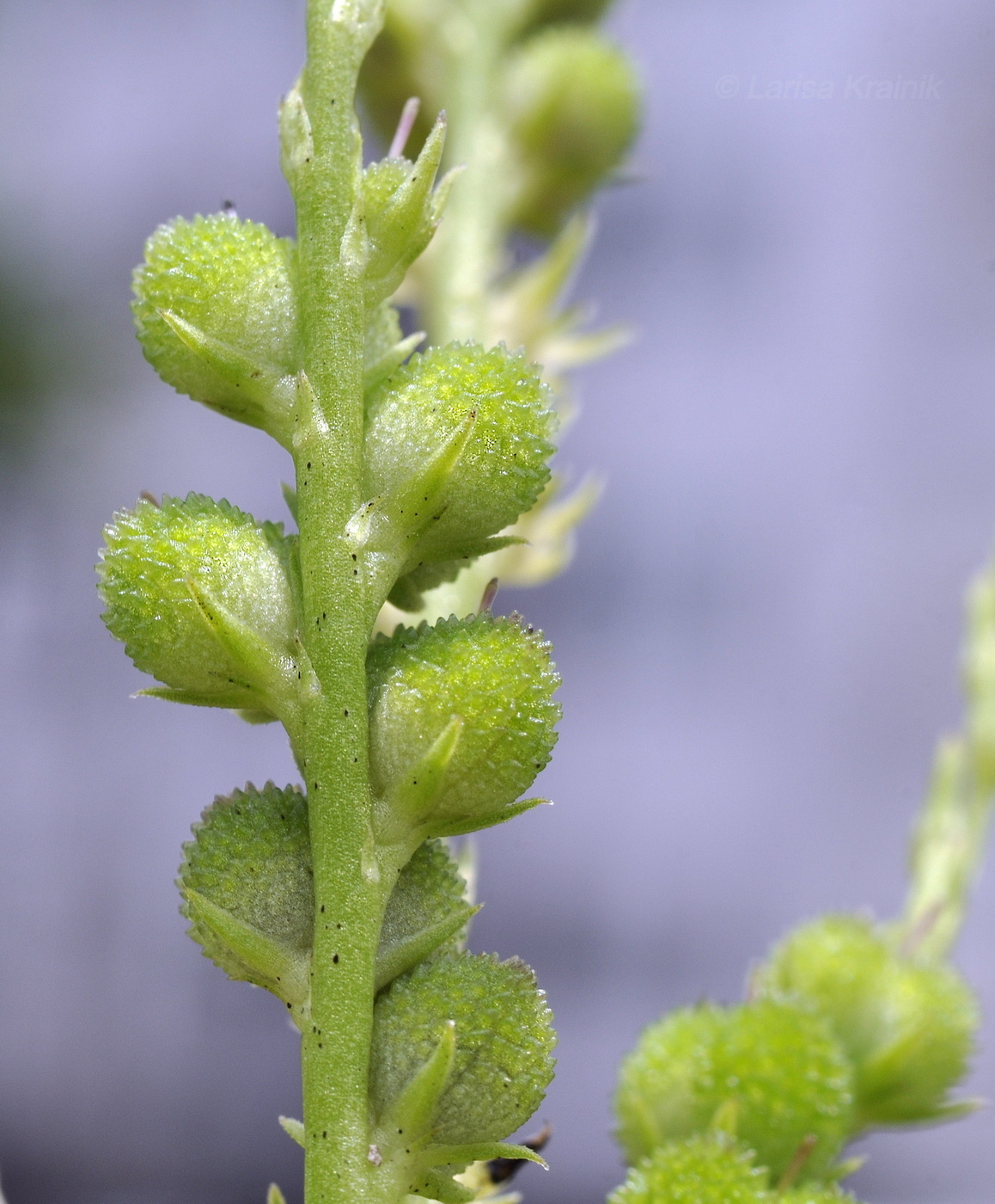 Image of Spigelia anthelmia specimen.