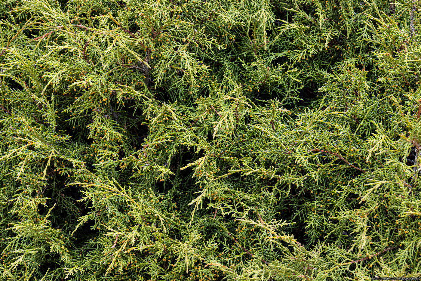 Изображение особи род Juniperus.