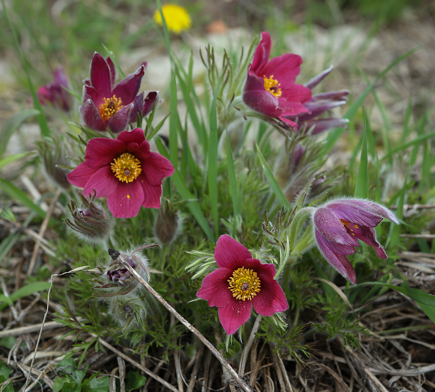 Image of Pulsatilla vulgaris specimen.