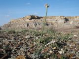 genus Allium. Бутонизирующее растение. Казахстан, Мангистауская обл., Мангистауский р-н; горы Западного Каратау, ур. Кокала, щебнистое подножье гор. 11 мая 2024 г.