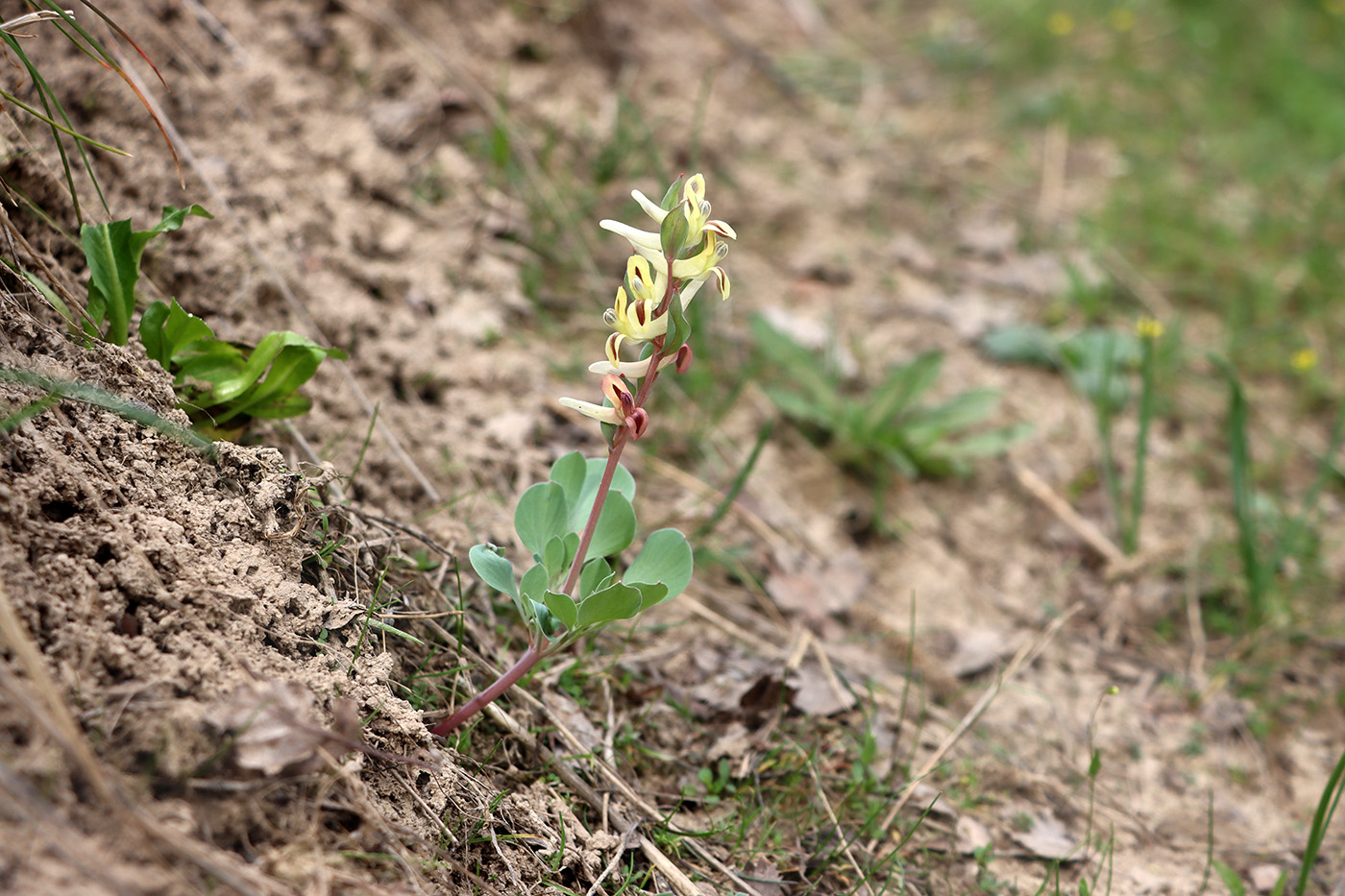 Image of Corydalis ledebouriana specimen.