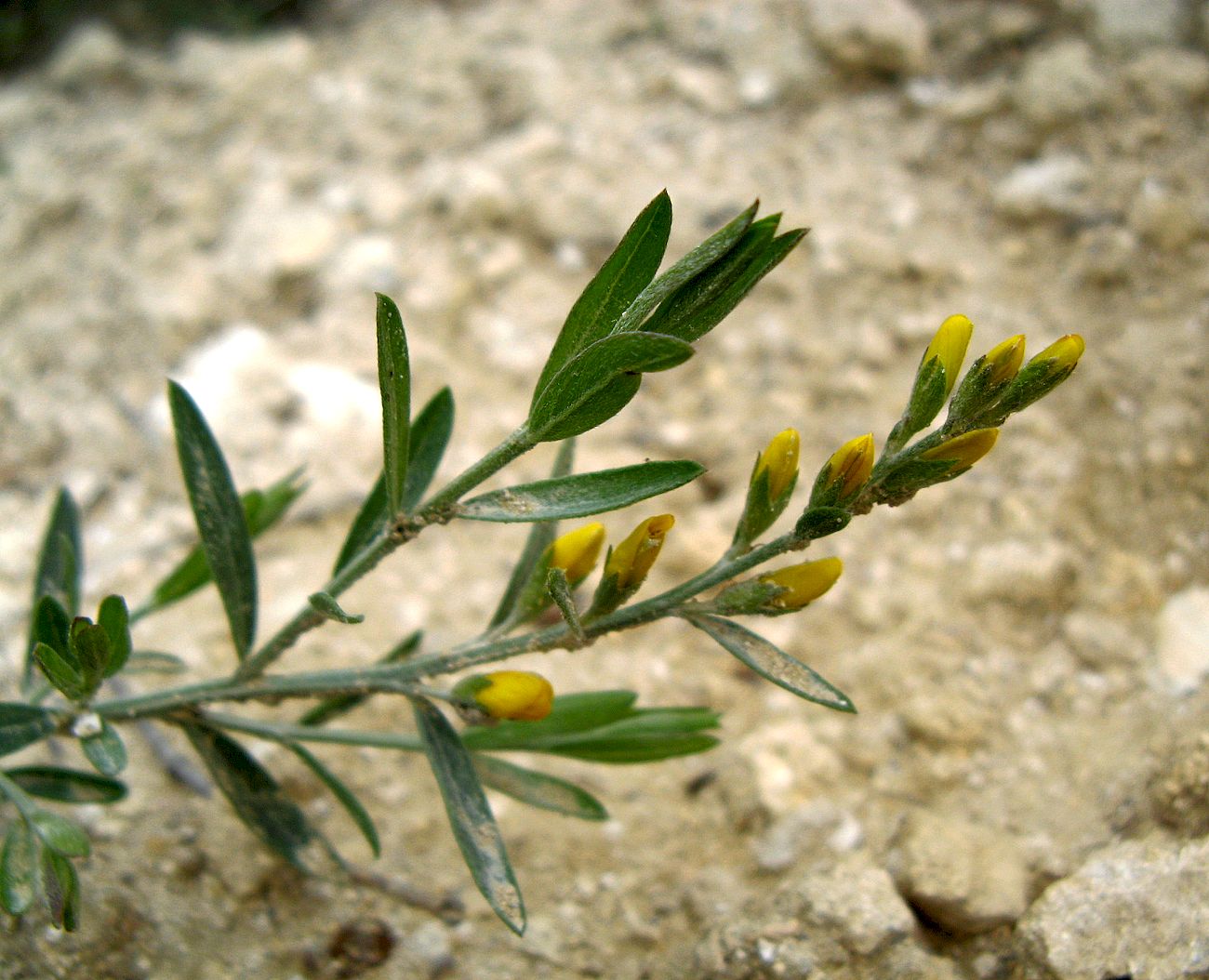 Image of Genista tetragona specimen.