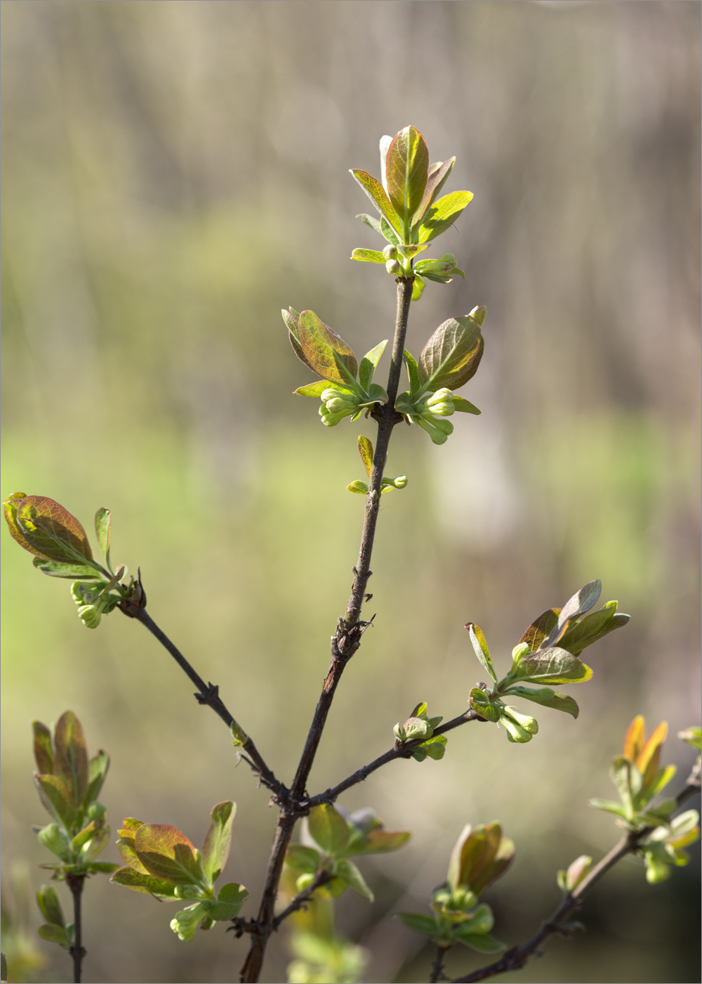 Image of Lonicera baltica specimen.