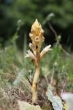 Orobanche callieri. Цветущее растение (паразитирует на Salvia aethiopis). Крым, Севастополь, Байдарская дол., опушка лиственного леса. 29 мая 2025 г.