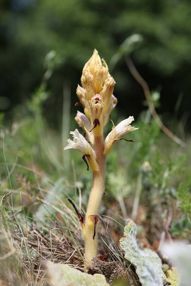 Изображение особи Orobanche callieri.