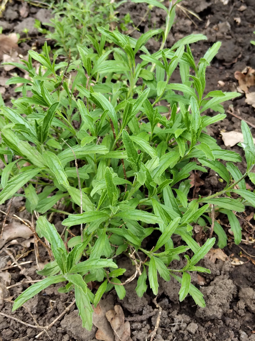 Image of Sideritis hyssopifolia specimen.