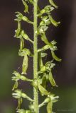 Listera ovata