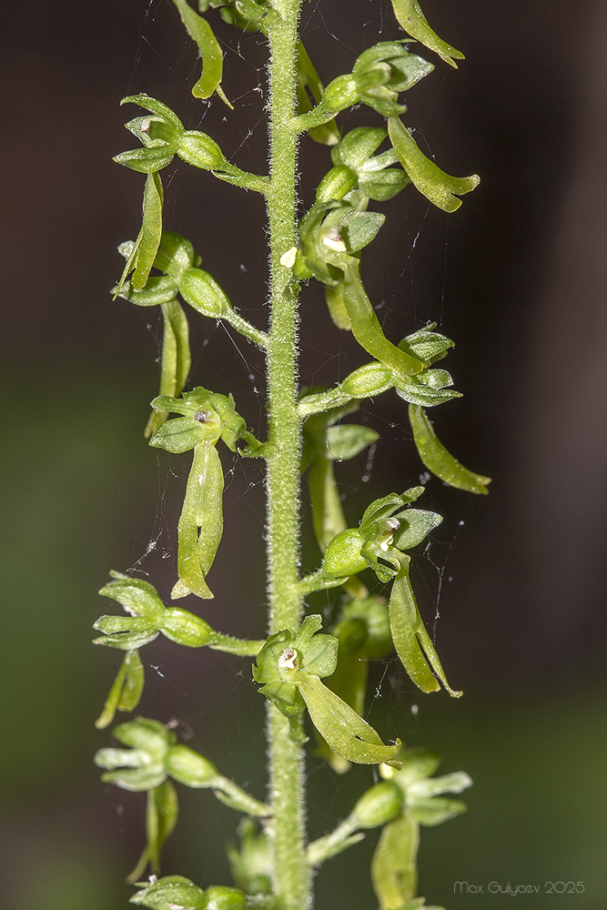 Изображение особи Listera ovata.