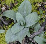 Ophrys mammosa