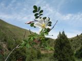 Rosa alberti. Веточка с цветком и бутоном. Казахстан, Жамбылская обл., Жуалынский р-н, запов. \"Аксу-Джабаглы\"; Таласский Алатау, ущ. Коксай, придонная часть, ≈ 2150 м н.у.м. 1 июня 2025 г.