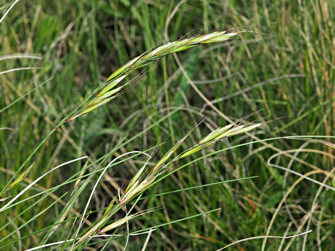 Image of Helictotrichon desertorum specimen.