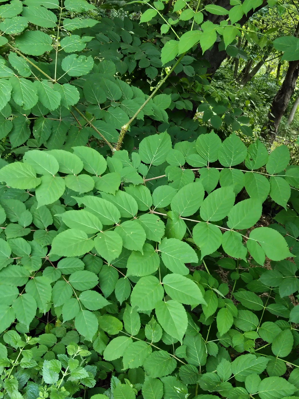 Image of Aralia elata specimen.