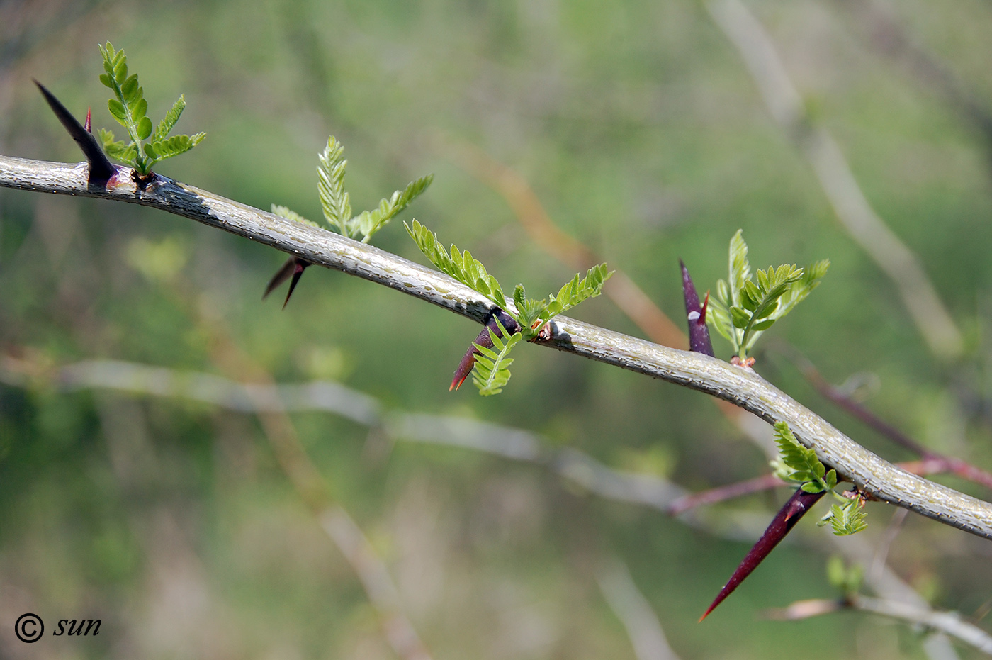Изображение особи Gleditsia triacanthos.