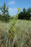 Oenothera biennis. Цветущие и плодоносящие растения в сообществе с Leymus arenarius и Festuca sabulosa(?). Ленинградская обл., Кингисеппский р-н, окр. дер. Выбье, экологическая тропа; песчаная равнина между береговым валом и старой дюной, псаммофильный овсяницево-леймусовый луг на опушке овсяницево-зеленомошного сосняка. 13.07.2025.