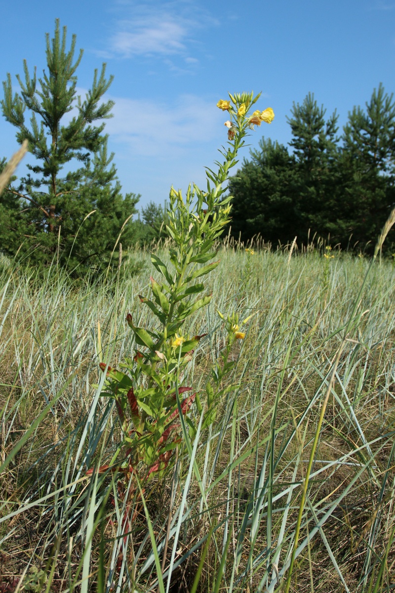Image of Oenothera biennis specimen.