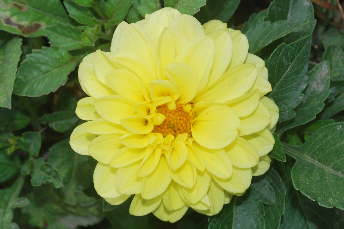 Image of Dahlia &times; cultorum specimen.