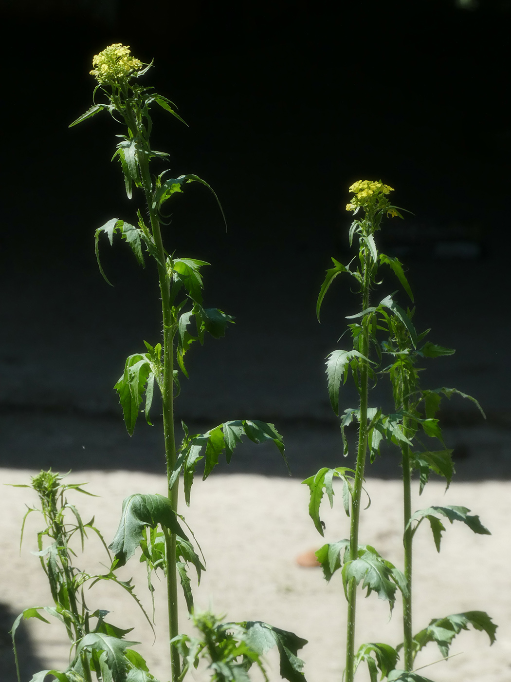 Изображение особи Sisymbrium loeselii.