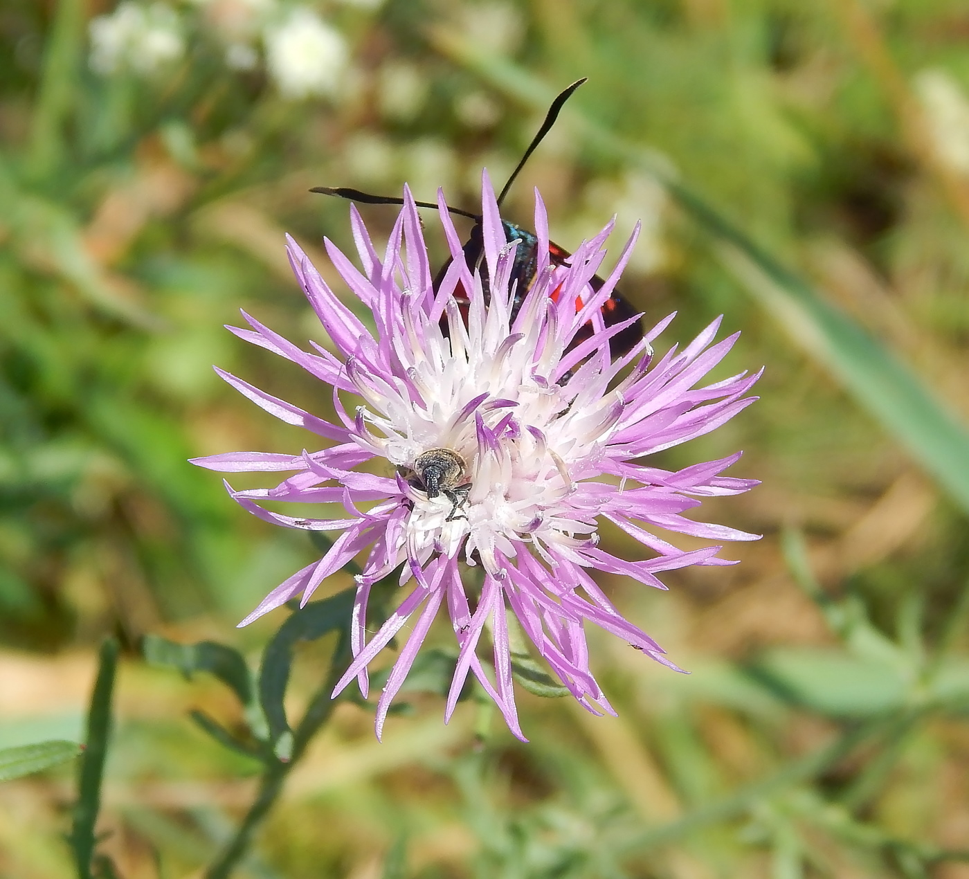 Изображение особи Centaurea kubanica.