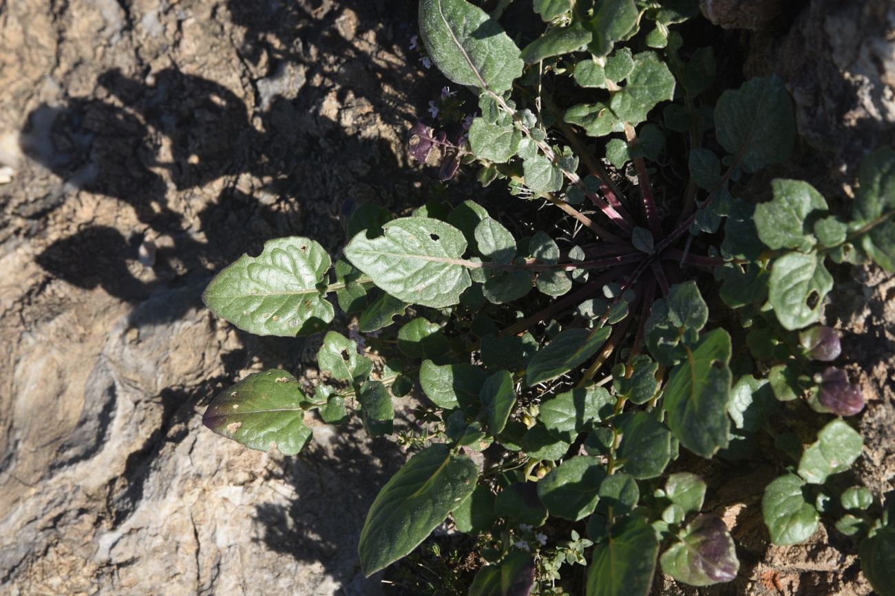 Image of familia Asteraceae specimen.