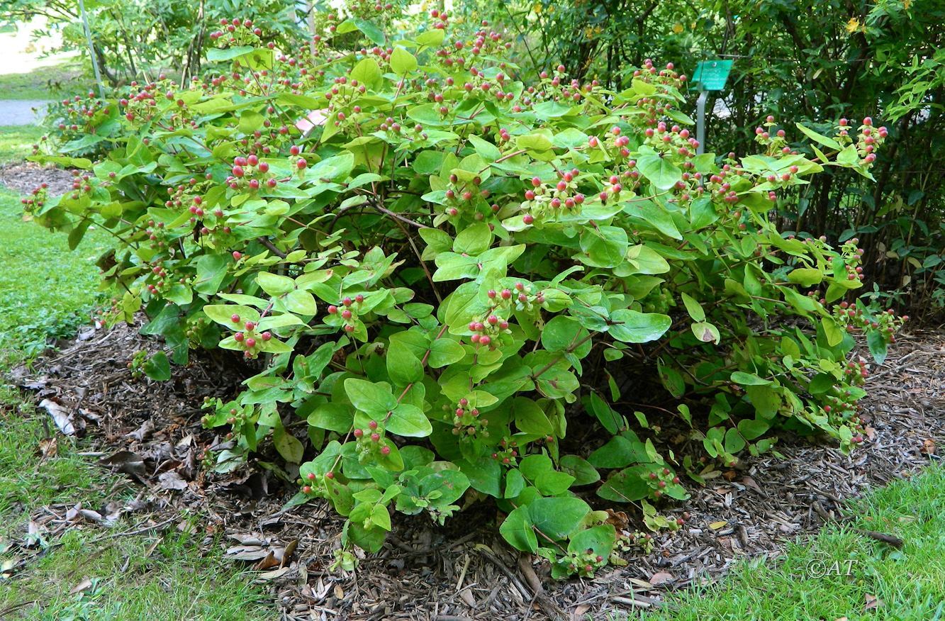 Image of Hypericum androsaemum specimen.