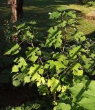 Broussonetia papyrifera. Побеги. Абхазия, г. Сухум, Ботанический сад. 13.08.2024.