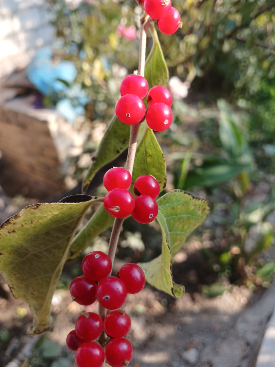 Изображение особи род Lonicera.