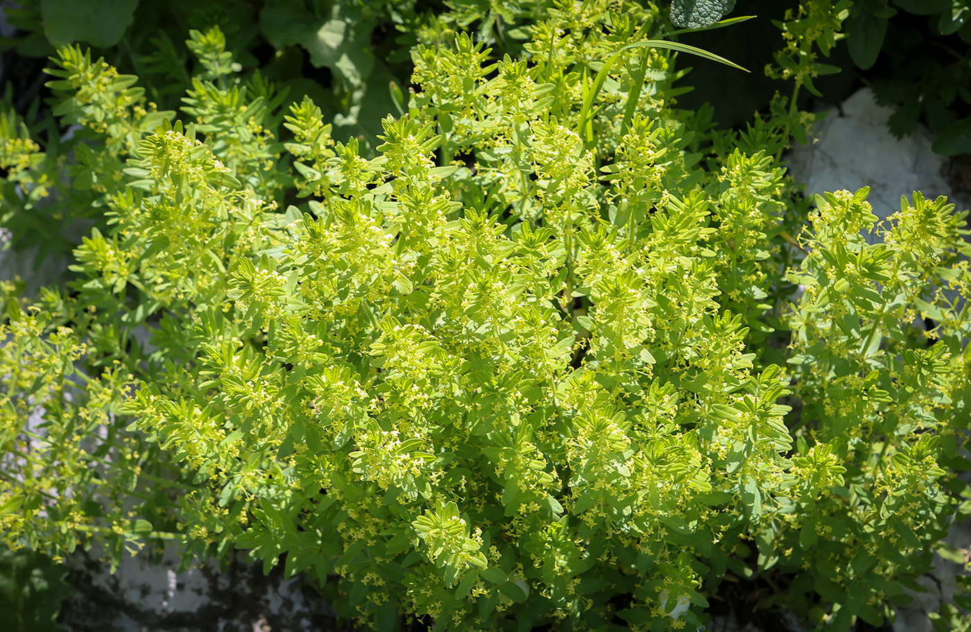 Изображение особи Cruciata glabra.