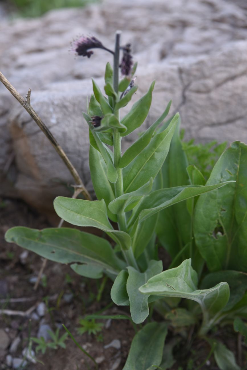 Изображение особи Solenanthus stamineus.