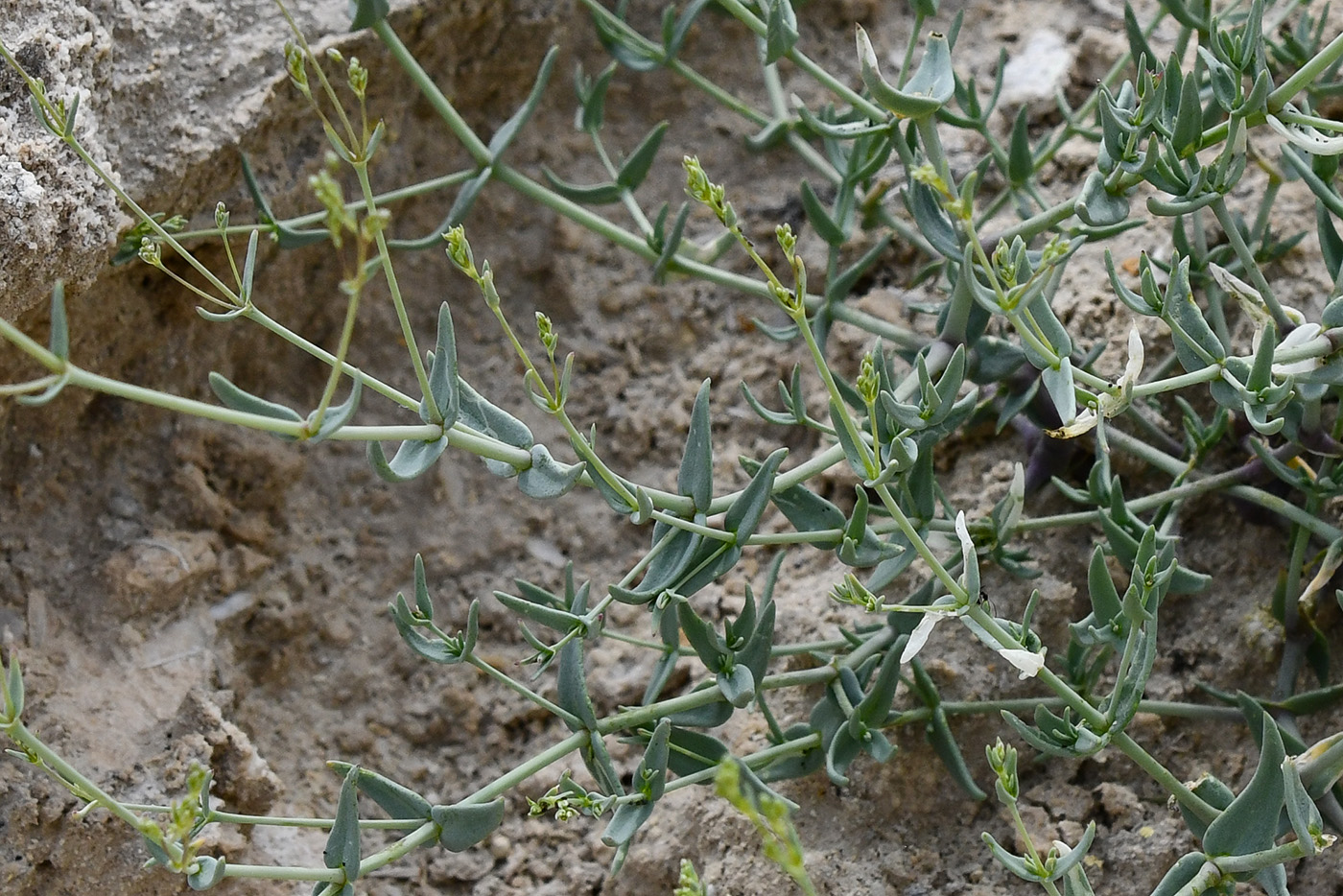 Изображение особи Bolbosaponaria intricata.