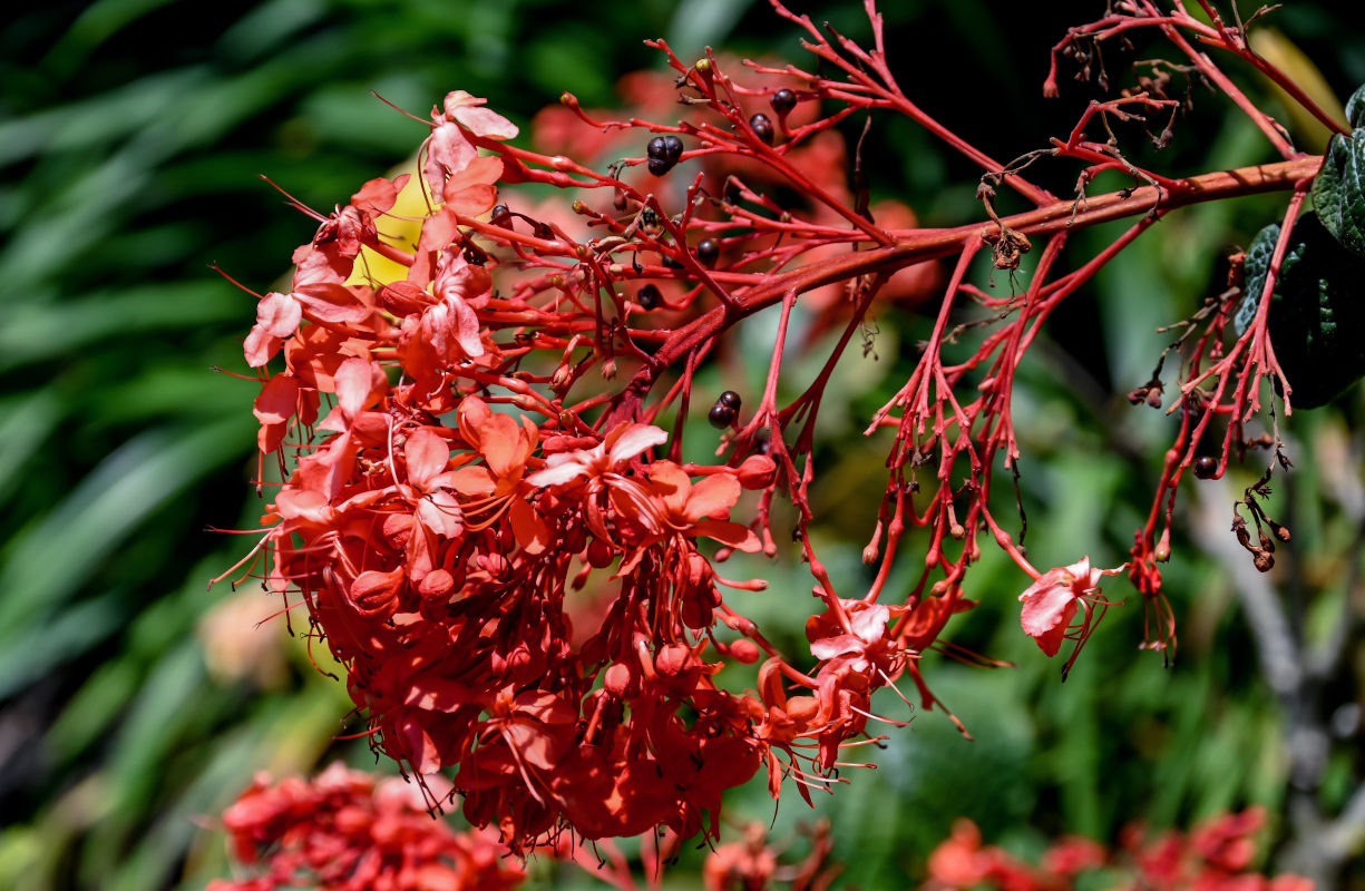 Image of genus Clerodendrum specimen.