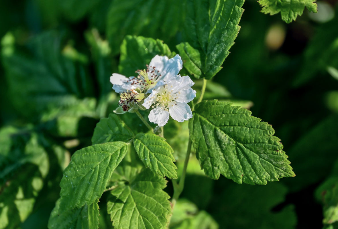 Изображение особи Rubus caesius.