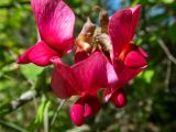 Lathyrus miniatus. Соцветие. Крым, окр. г. Судак, северный склон горы Перчем, обочина грунтовой дороги. 23.04.2025.