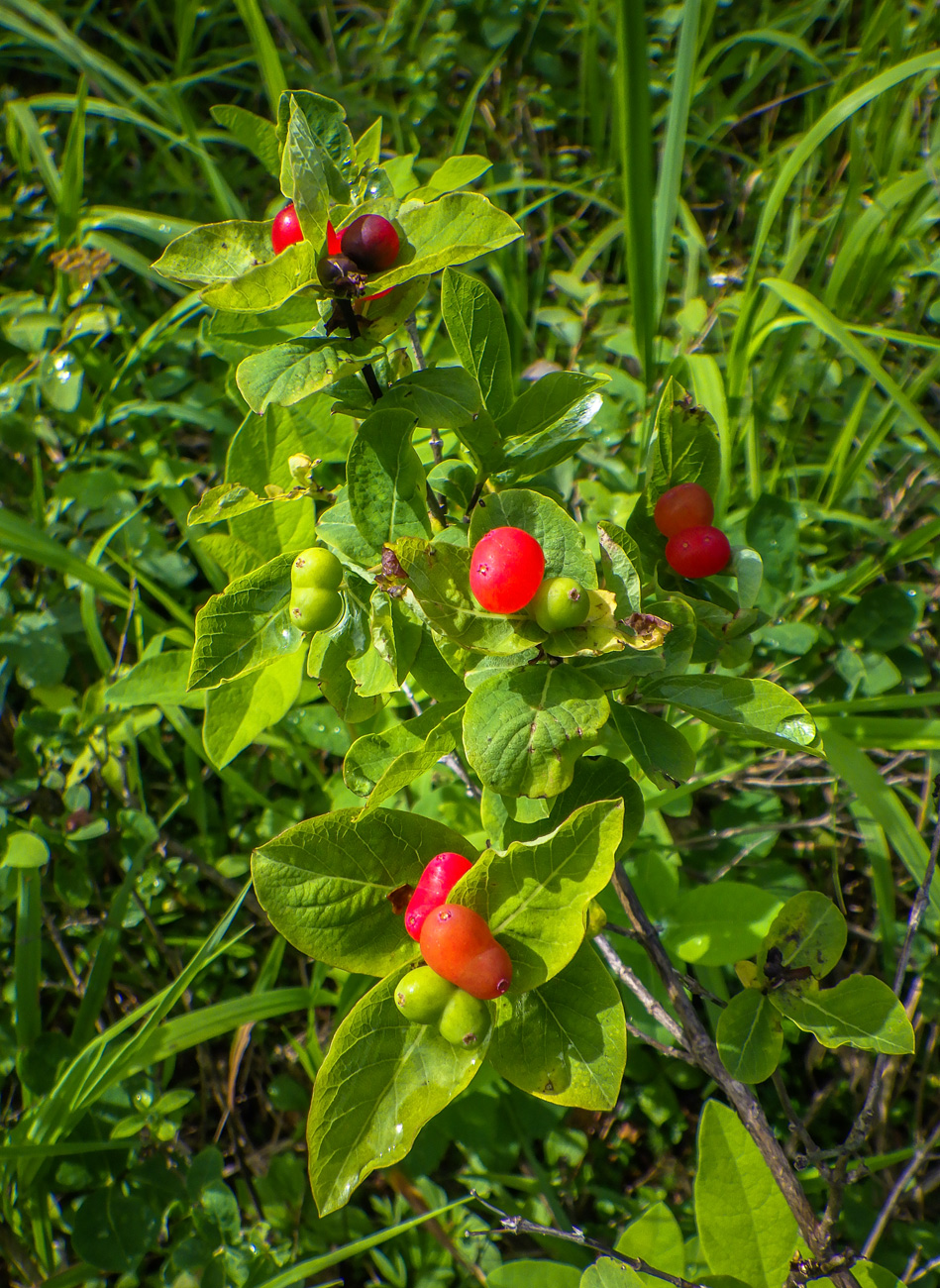 Изображение особи Lonicera chamissoi.
