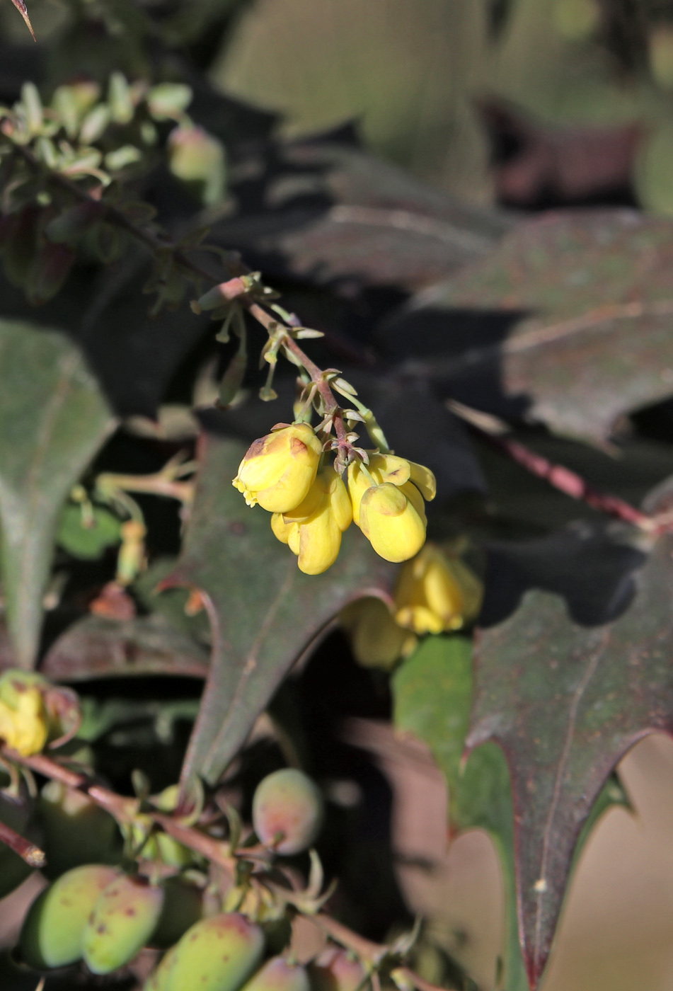 Image of Mahonia × media specimen.
