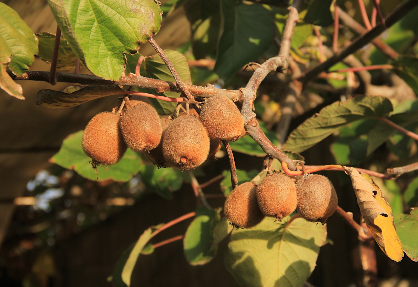 Image of Actinidia chinensis var. deliciosa specimen.