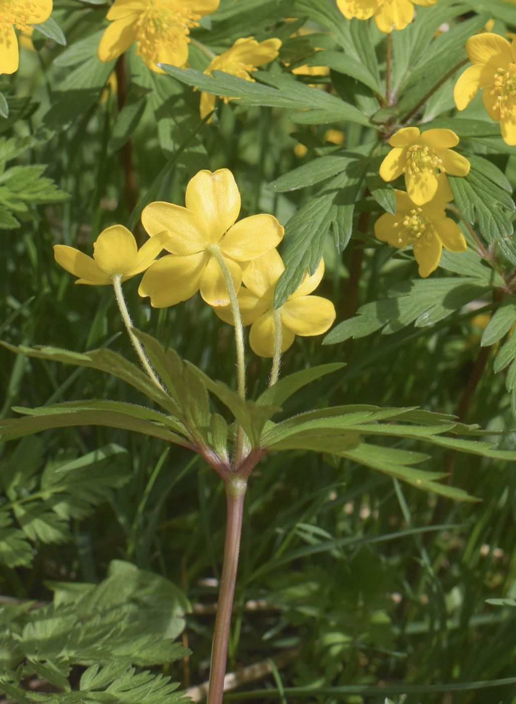 Image of Anemone ranunculoides specimen.