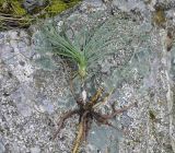 Asphodeline liburnica