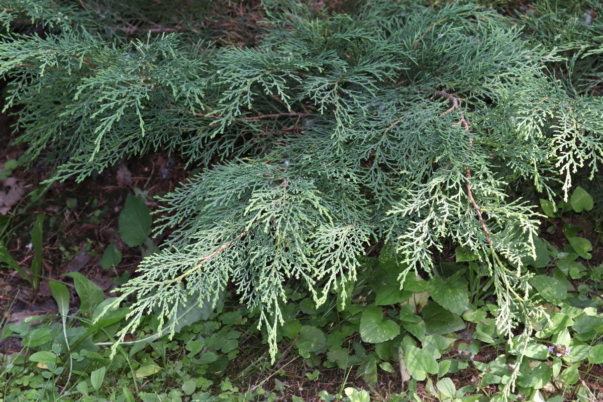 Изображение особи Microbiota decussata.